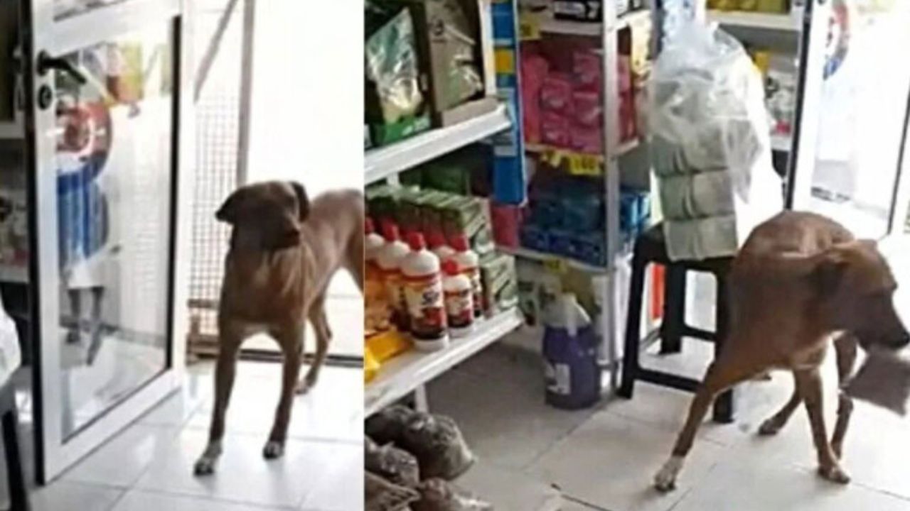 Cucciolo di cane si accaparra un sacco di crocchette