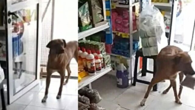 Un cucciolo di cane affamato entra in un negozio per rubare un sacco di crocchette