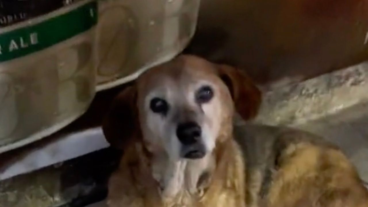 Cane con una età avanzata