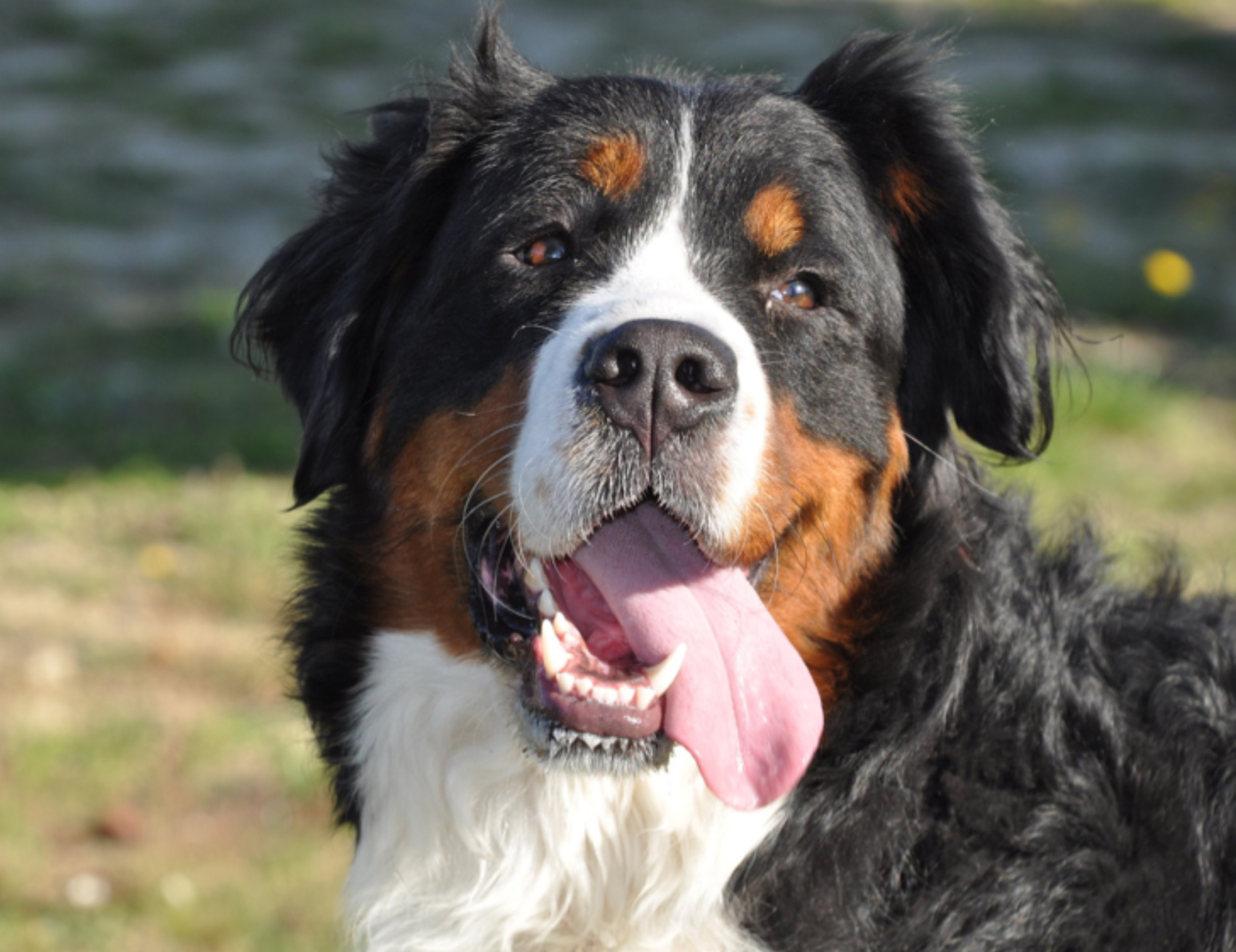 Cane fissa l’obiettivo