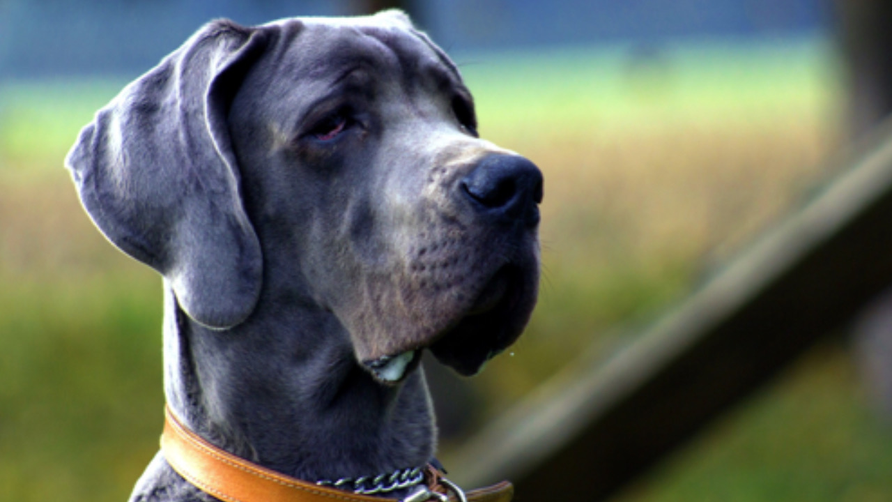 Cane guarda in avanti