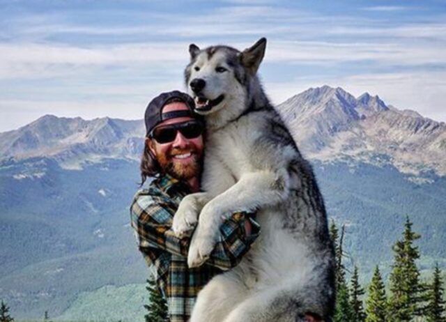 Volevano rinchiuderlo, invece questo cane lupo sta vivendo delle straordinarie avventure