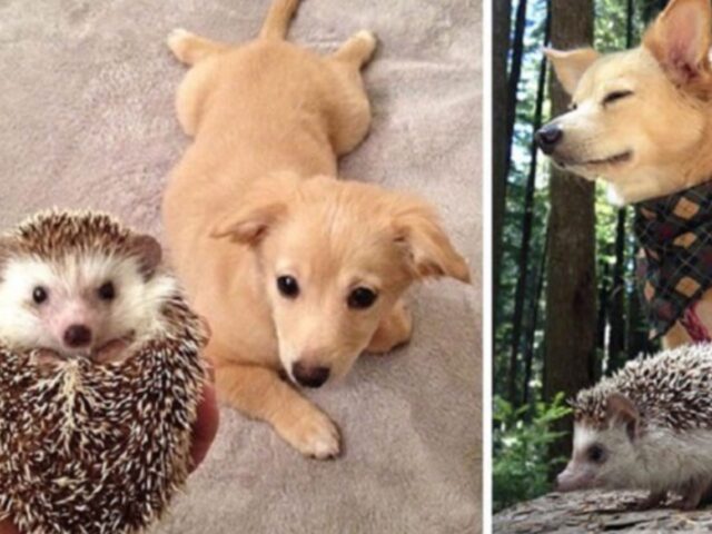 Il cane e il riccio sono cresciuti insieme: il loro legame è davvero tenerissimo
