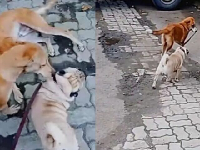 Due cani randagi portano al guinzaglio un Carlino cieco,aiutandolo a restare al sicuro