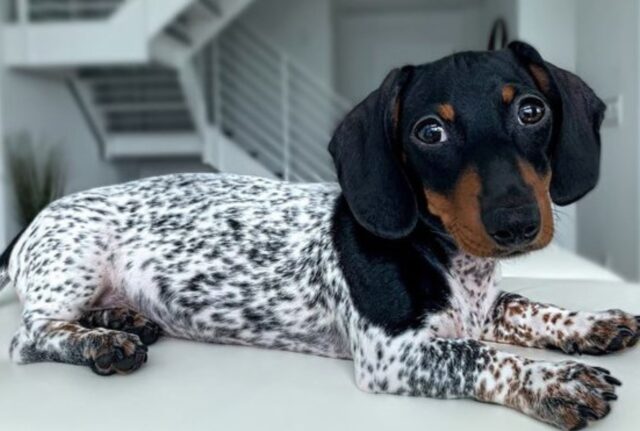 Questo cucciolo di Bassotto è nato con un corpo particolare che lo fa somigliare a una piccola mucca