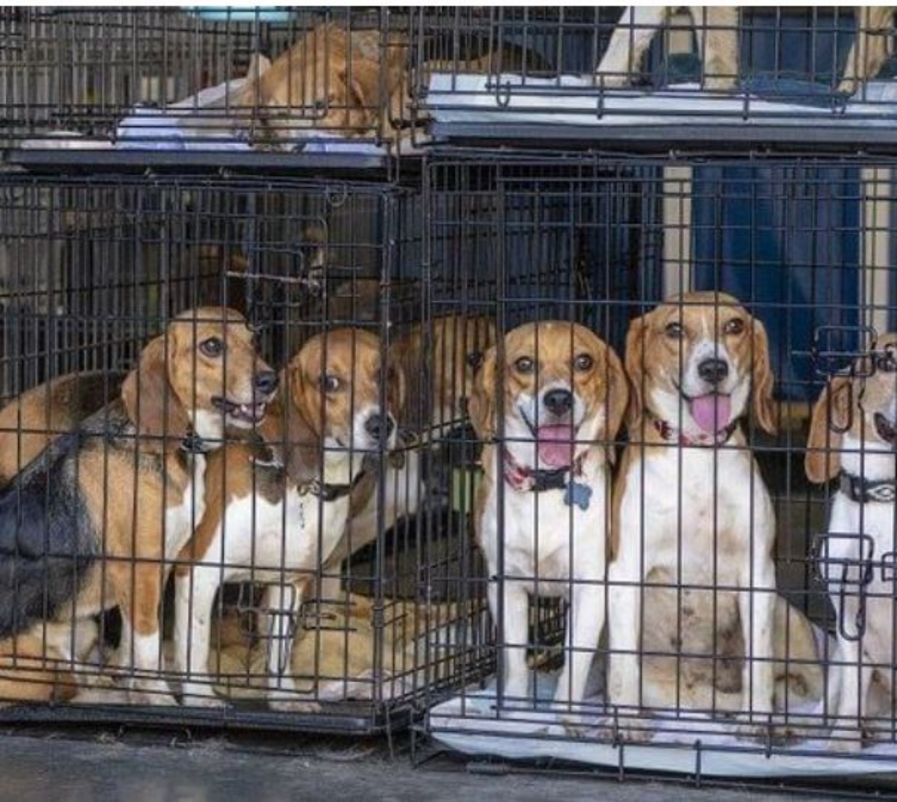 Dei cani di razza Beagle all'interno di gabbie
