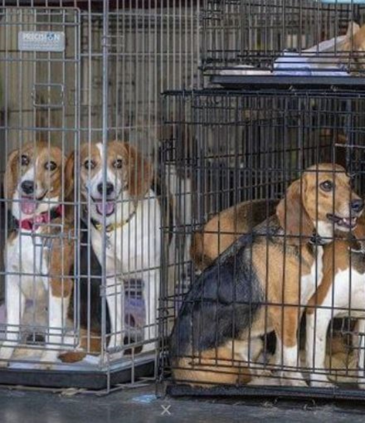 Dei cani in gabbia