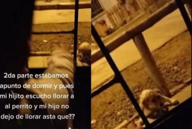 “Non resterà qui”: il bambino si impunta sentendo piangere il cane e convince i genitori ad adottarlo