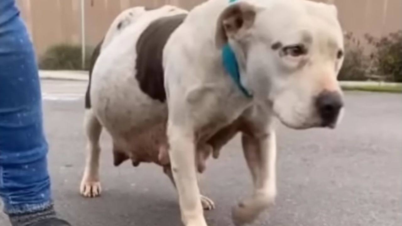 cagnolina incinta