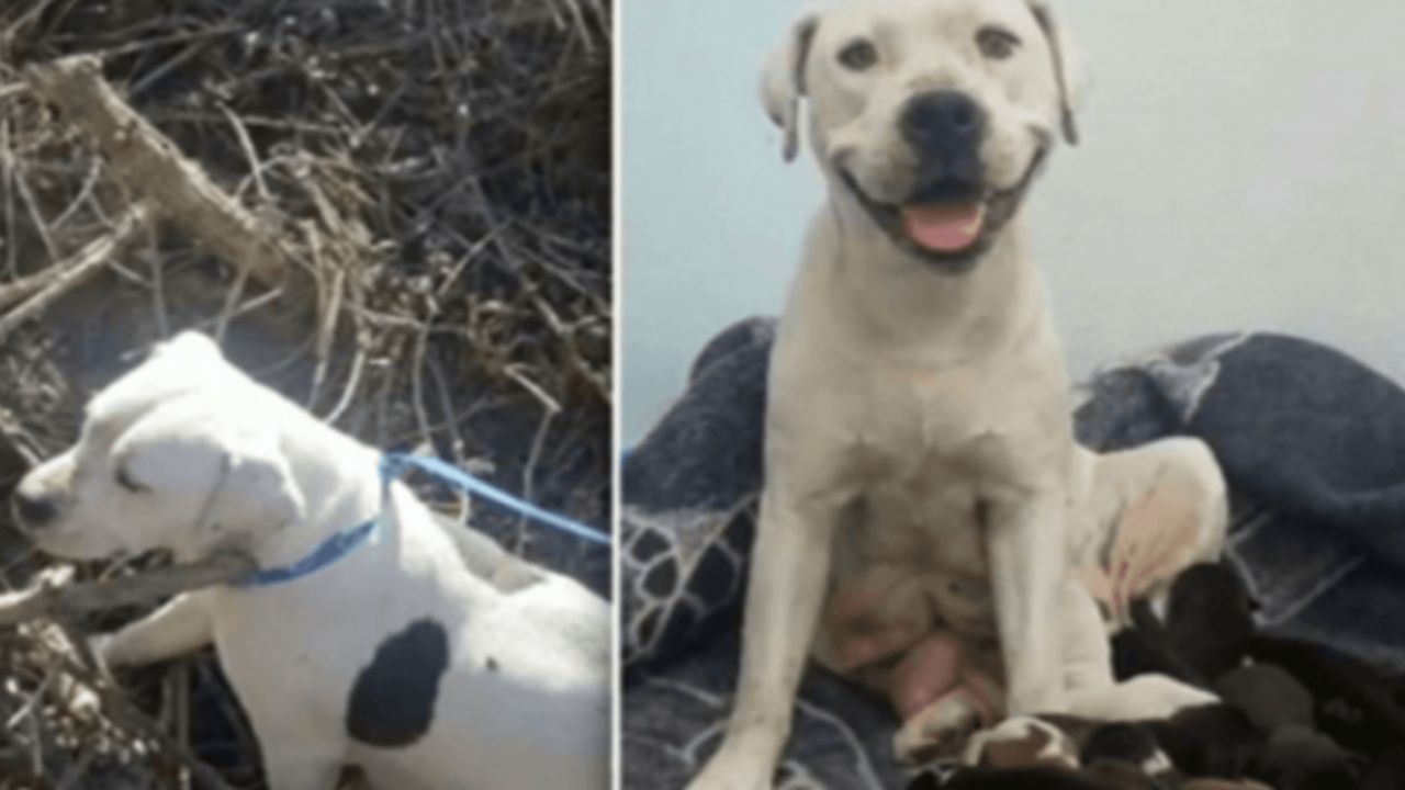 cagnolina con cuccioli