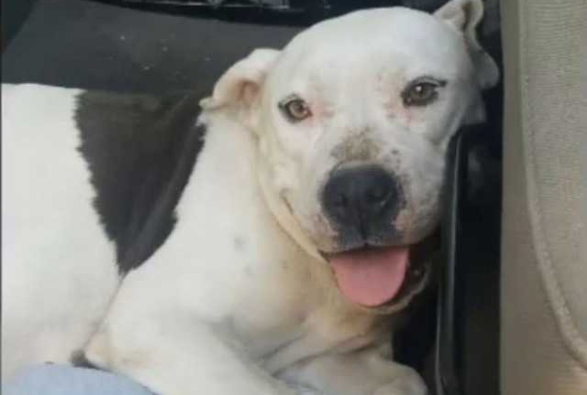 cagnolina con cuccioli