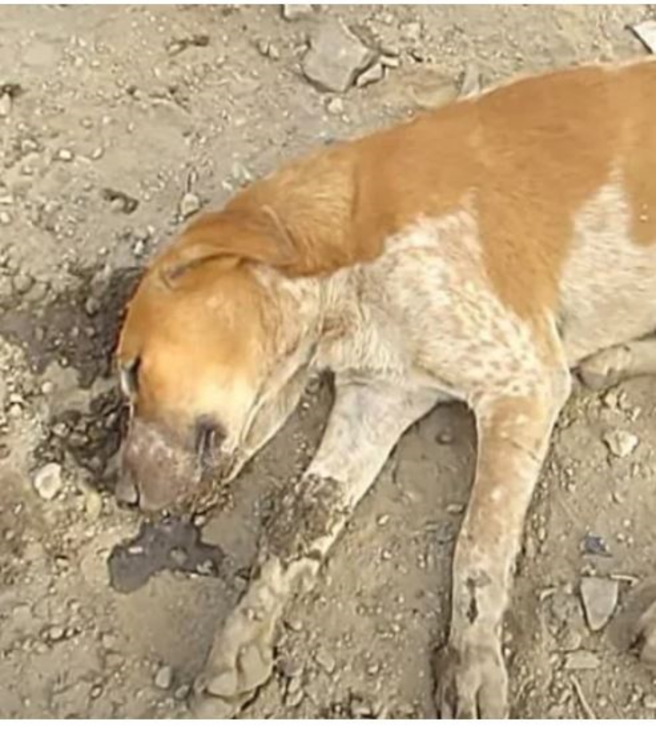 Un cane in coma a terra