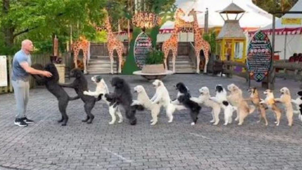Un uomo fa la conga line con 14 cani