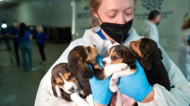 Questi cani sarebbero stati animali da laboratorio, adesso avranno delle case piene d’amore