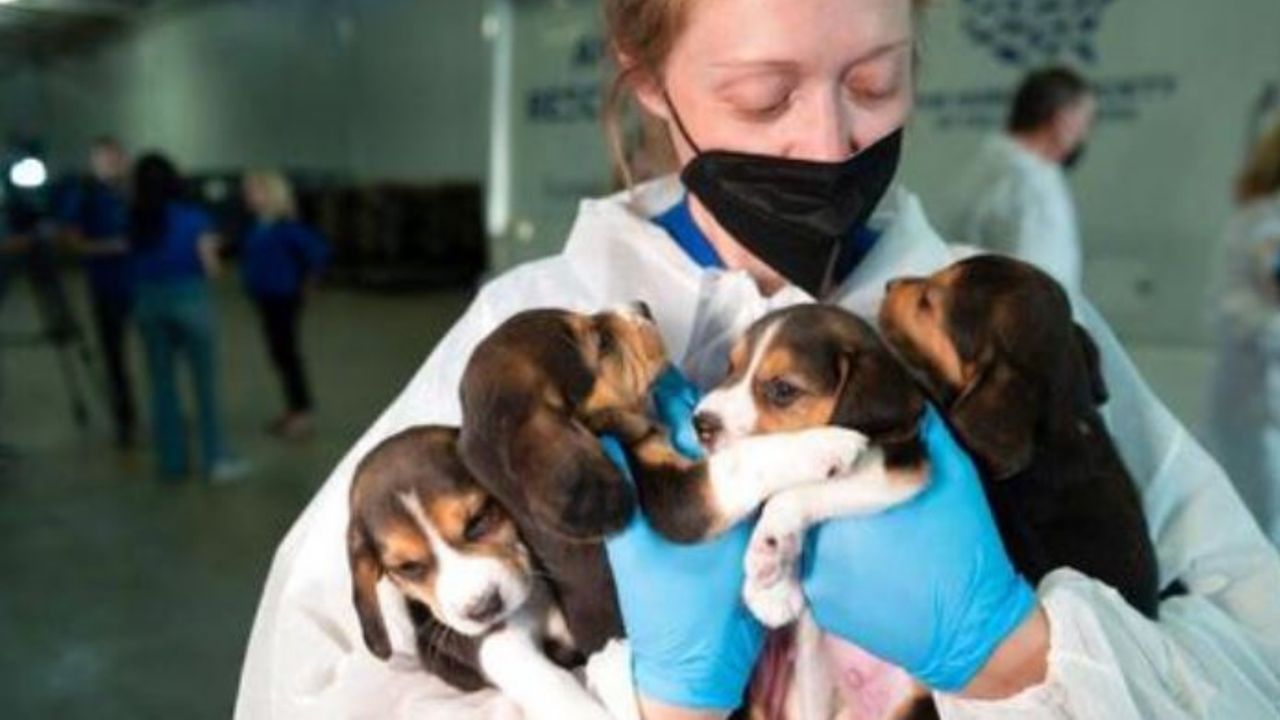 Dei cagnolini di razza Beagle in braccio ad una ragazza