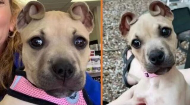 Questo cane è diventato famoso per via delle sue adorabili orecchie arrotolate