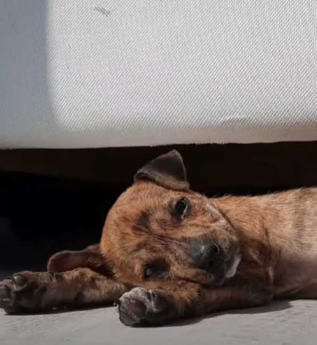 Un cagnolino che riposa felice