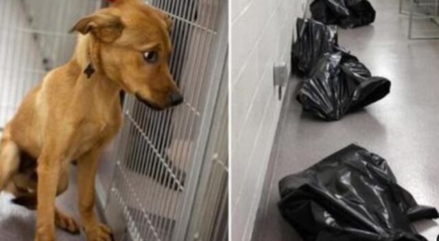 “Per favore, adottateli”: il personale di questo rifugio mostra ciò che accade ai cani indesiderati