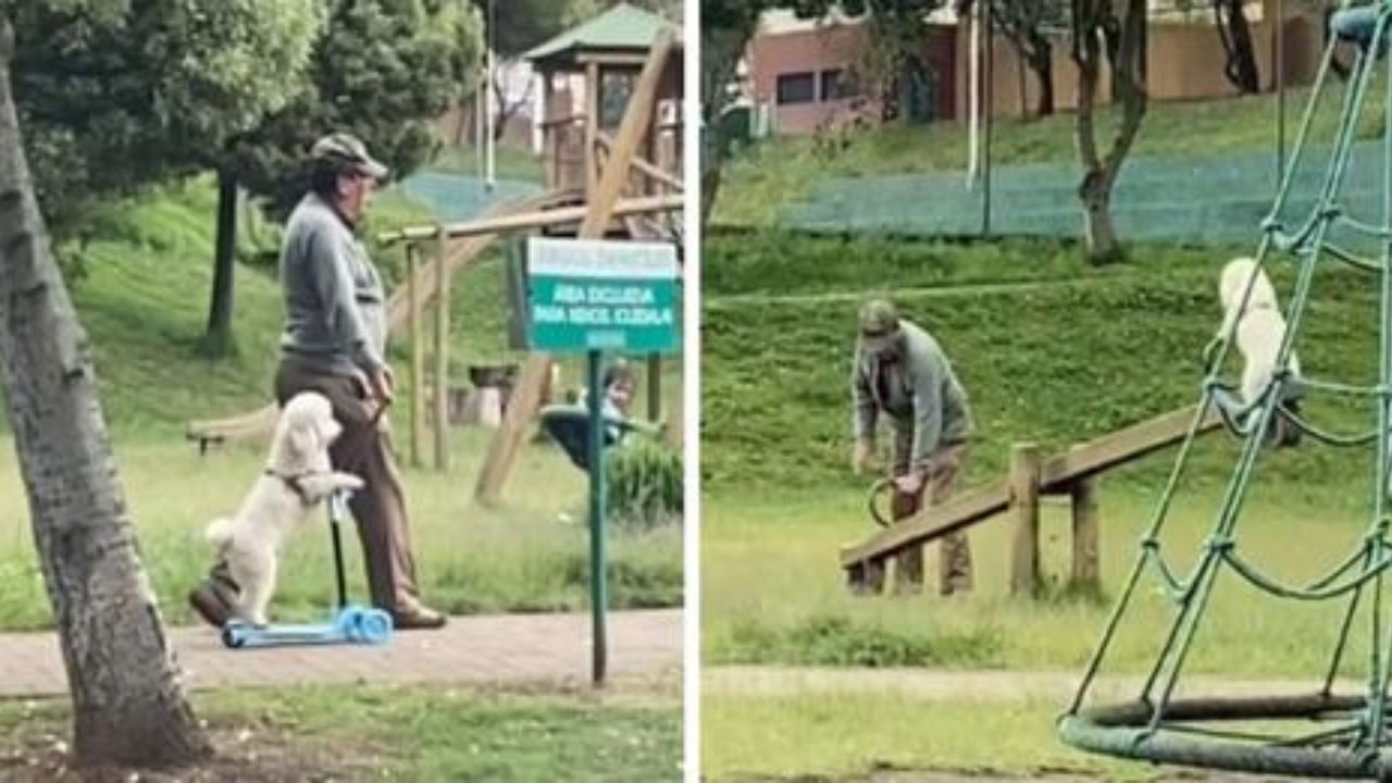 cane al parco