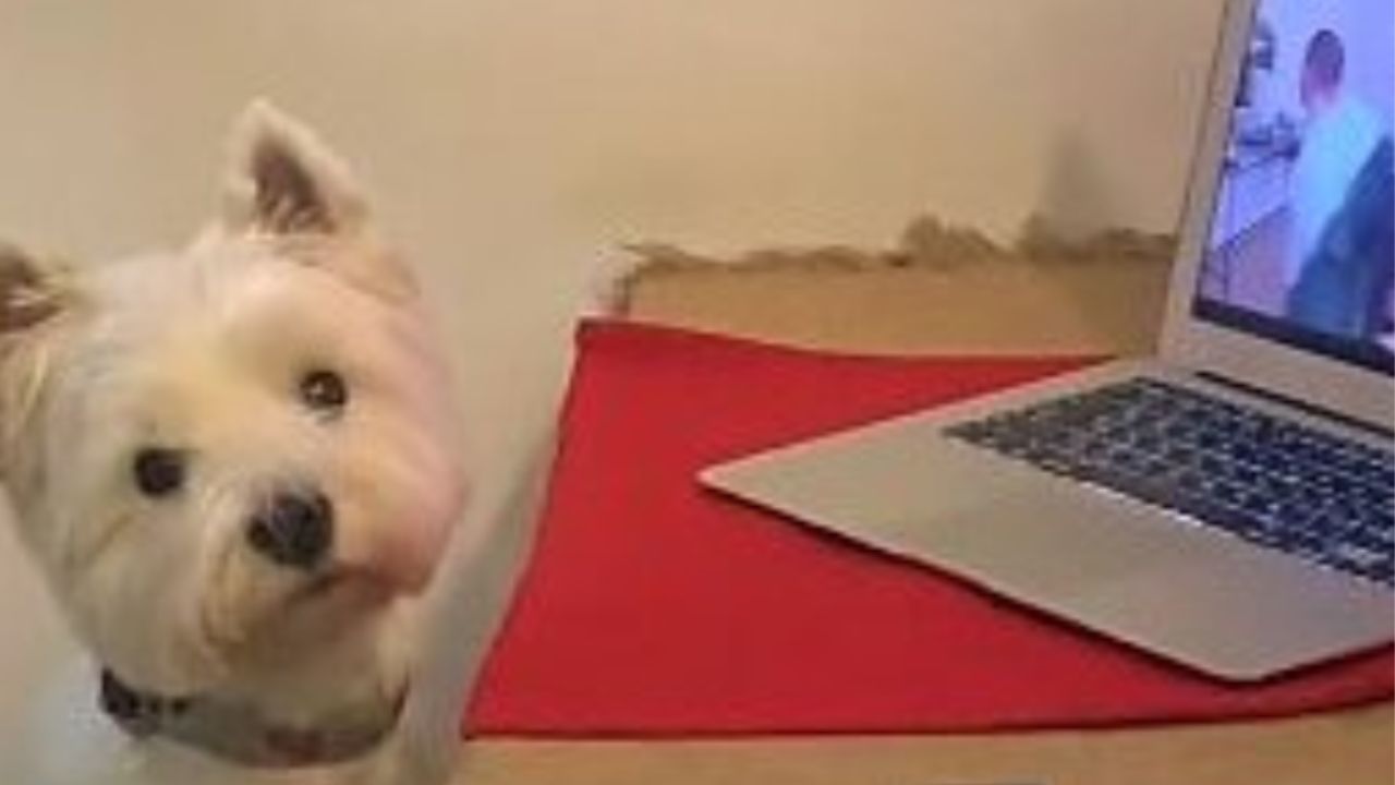 cane davanti ad un computer