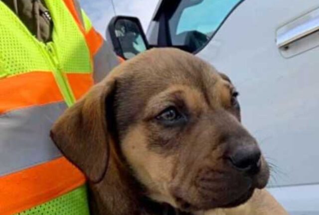 Stavano ripulendo la strada e lo hanno trovato: un cucciolo di cane piccolissimo che qualcuno ha abbandonato