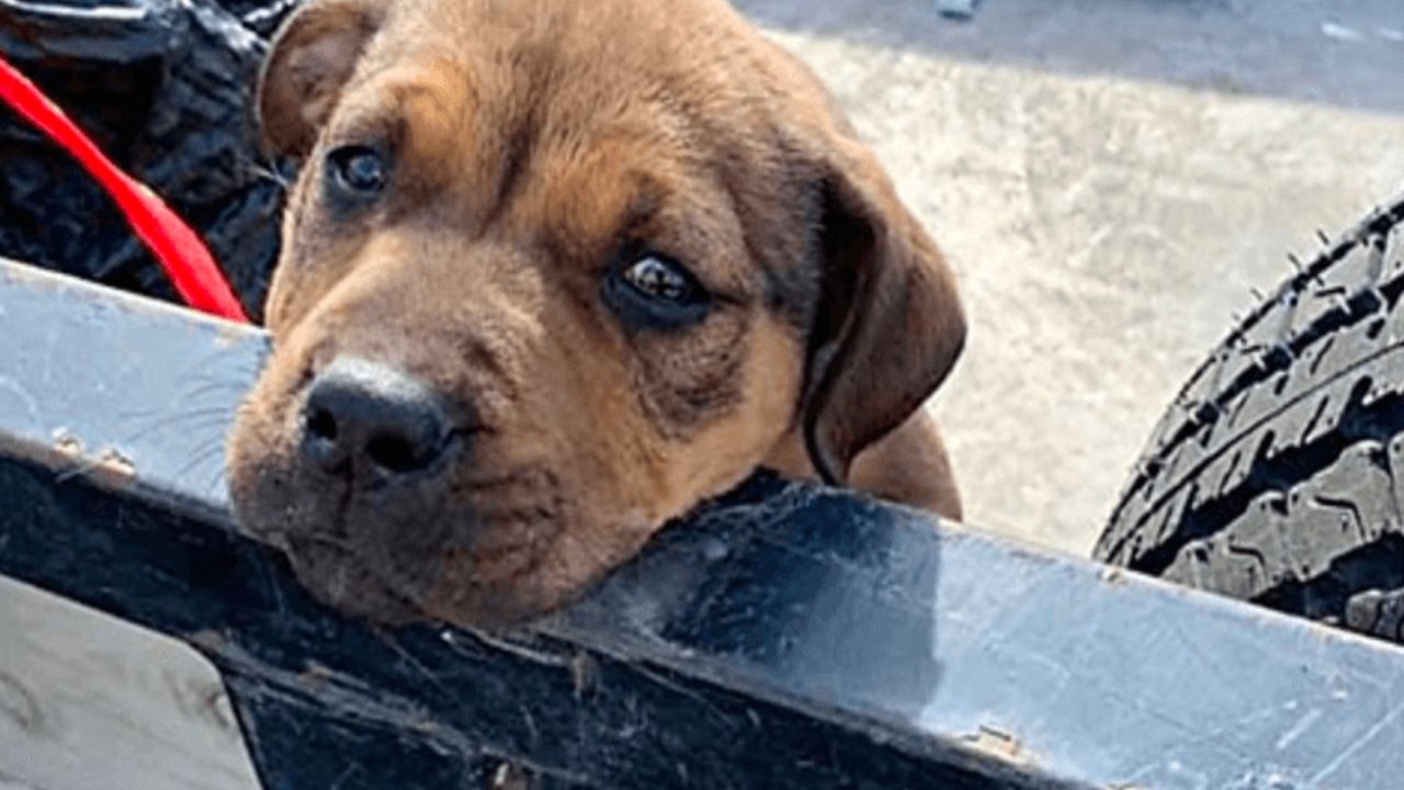 cagnolino in strada