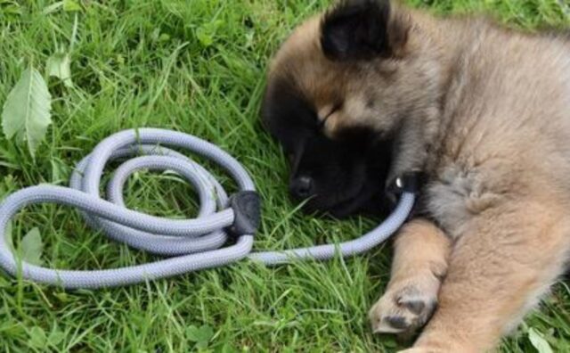 Legato all’auto e trascinato: questo cane è stato salvato per merito di un passante dal cuore buono