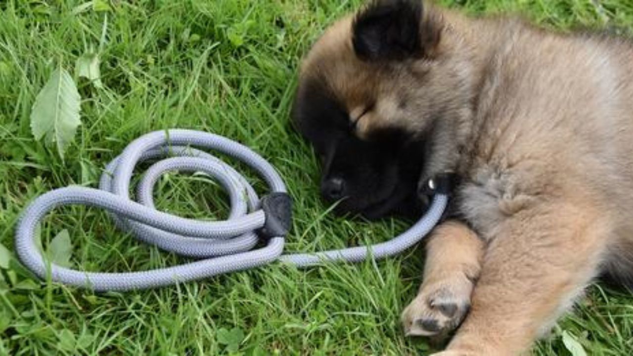 cagnolino con una corda