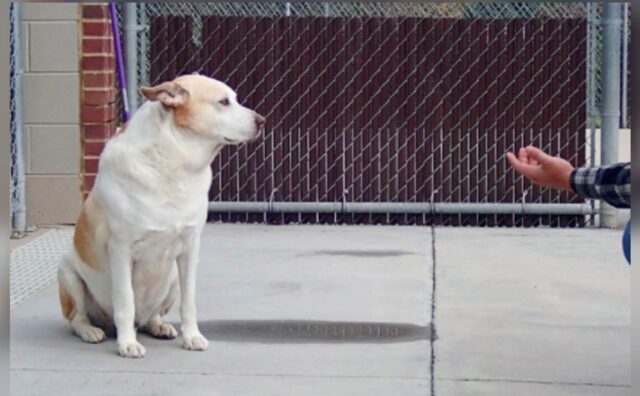 Il cane non si fidava e non si faceva avvicinare: solo quando hanno scoperto la sua storia hanno capito perché (VIDEO)