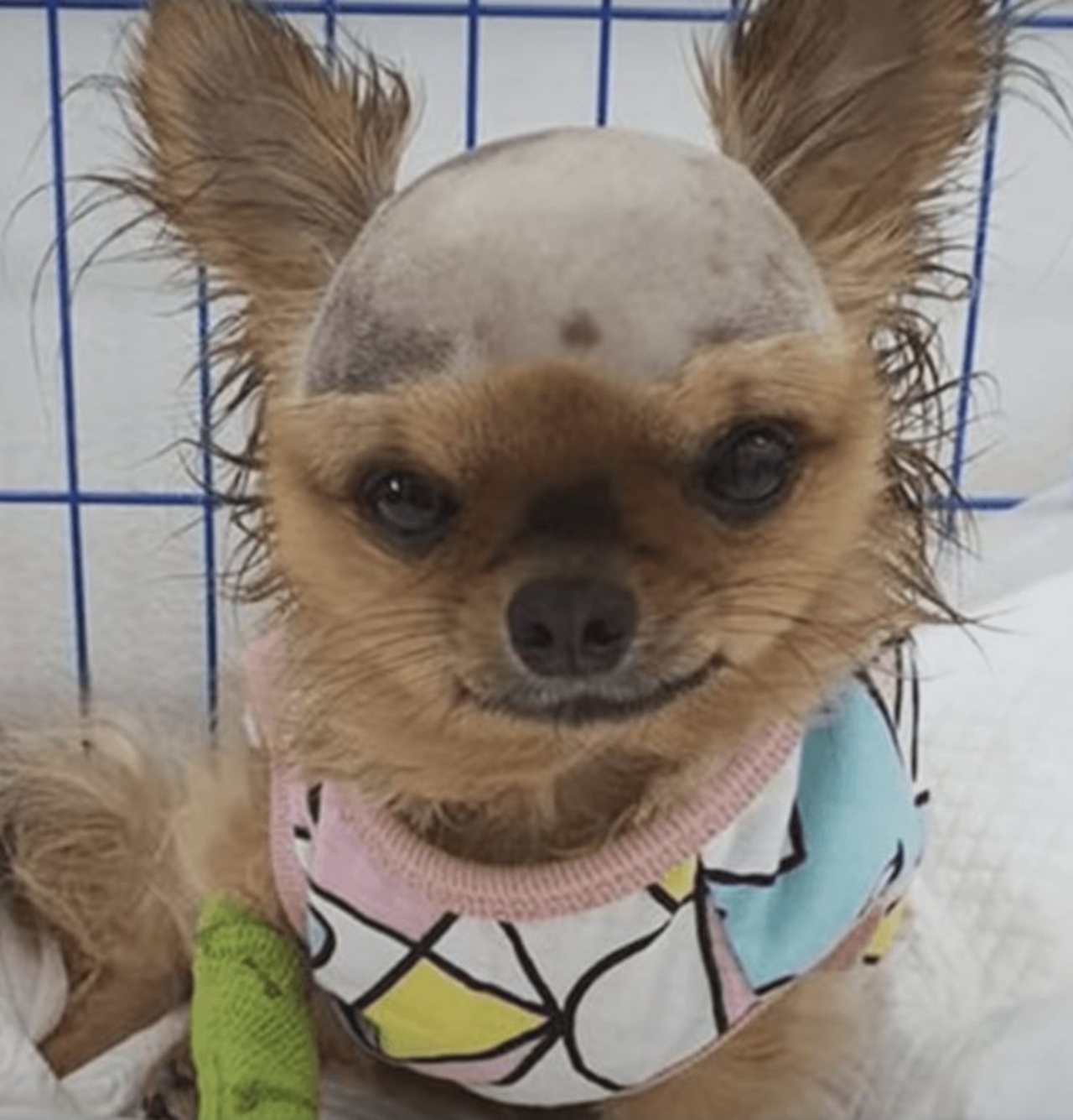 Un cagnolino con una testa rasata