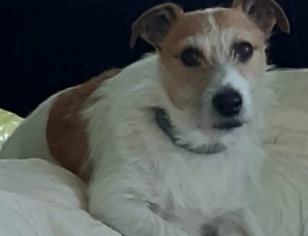 Camerino, non conoscono sosta le ricerche per rintracciare Geppy, un Jack Russell Terrier di 11 anni smarrito