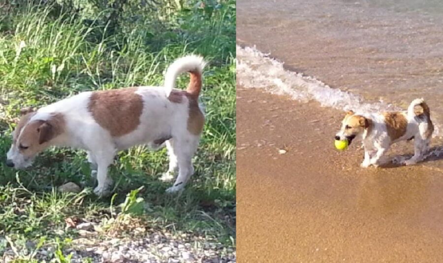 cane coda arricciata in su