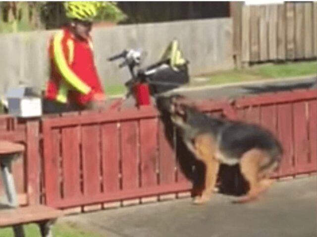 La telecamera nascosta cattura la dolce routine di un postino con un cane incompreso