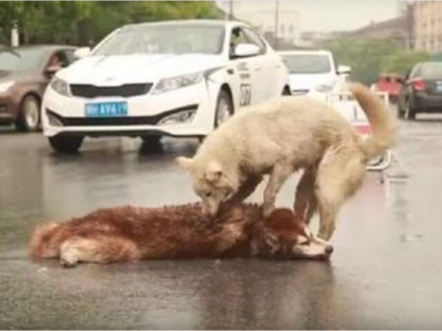 Combatte con tutte le sue forze per rianimare il suo amico: questo cane non vuole lasciarlo andare