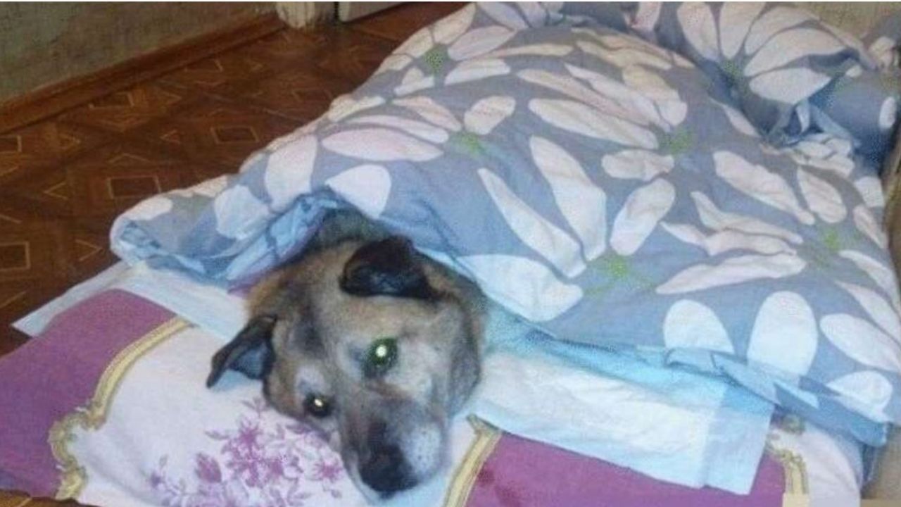 cane marrone sotto le coperte
