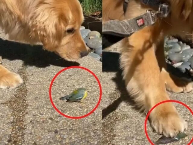 Il cucciolo di cane si spaventa quando rischia di schiacciare l’uccellino: voleva solo salutarlo