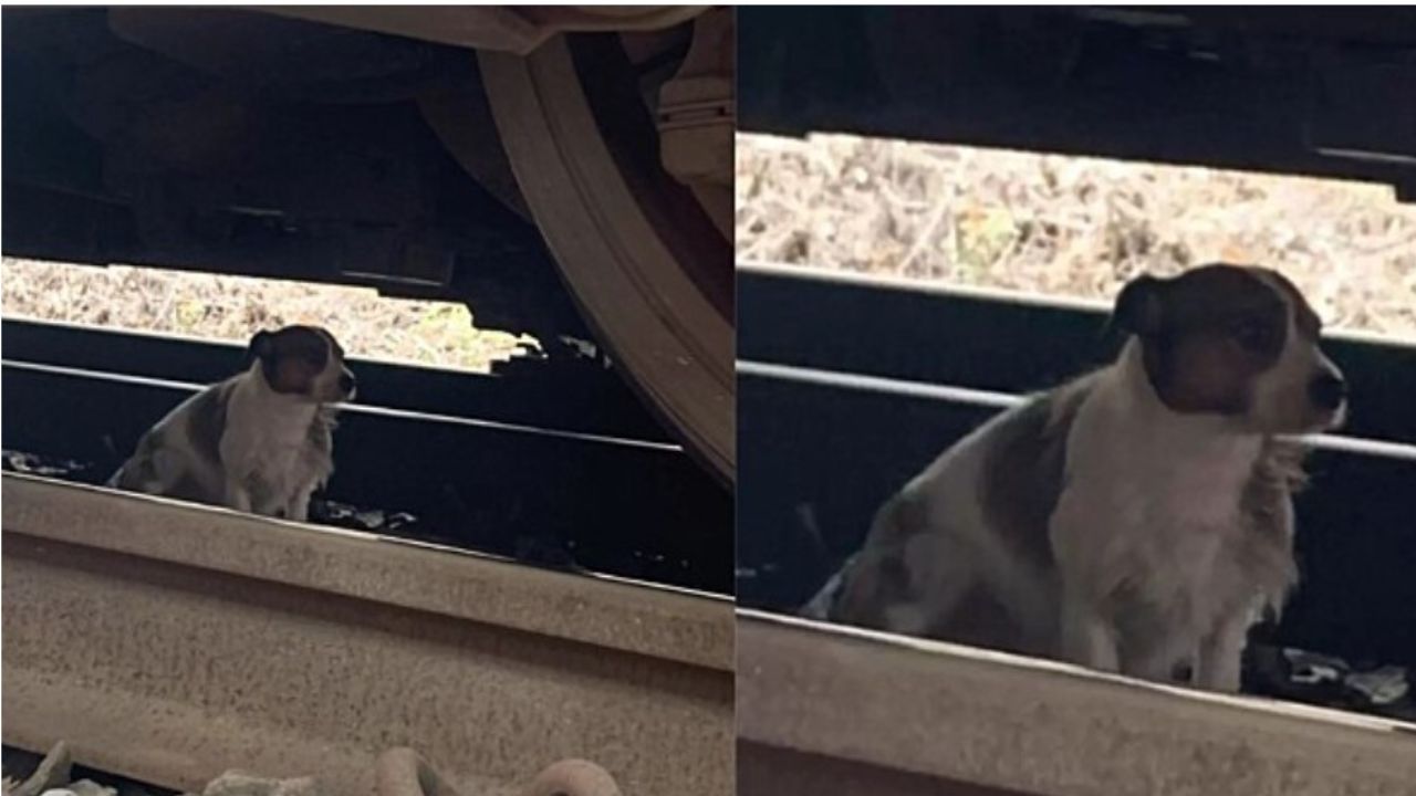 cane si nasconde sotto la carrozza di un treno