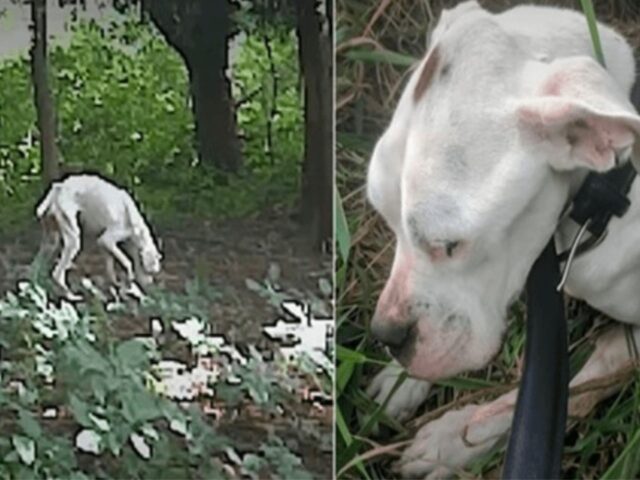 L’uomo comincia a chiamare ad alta voce la moglie quando avvista un “mucchio d’ossa” in giardino