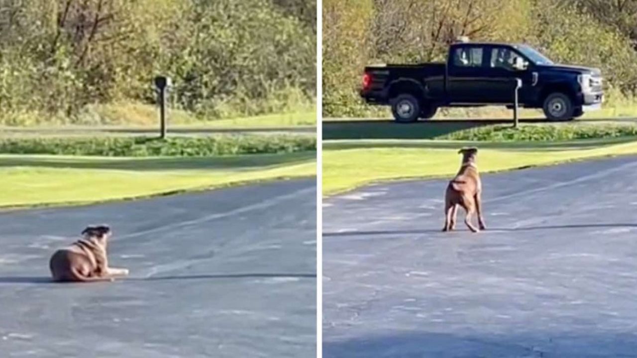 cagnolina in mezzo alla strada