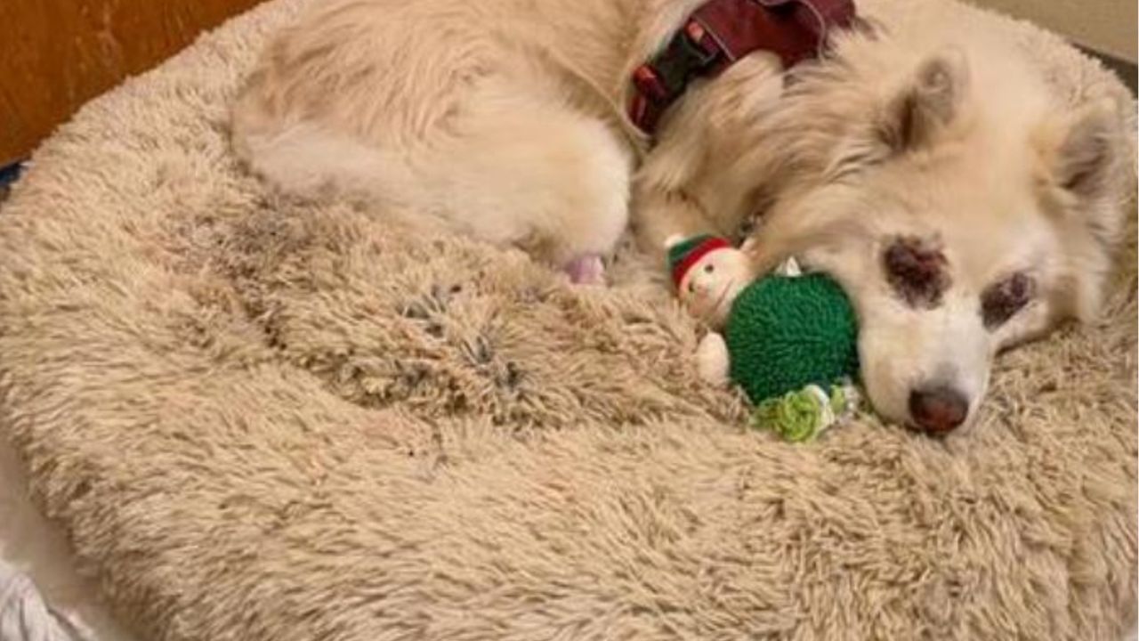 Un cagnolino di nome Osiride