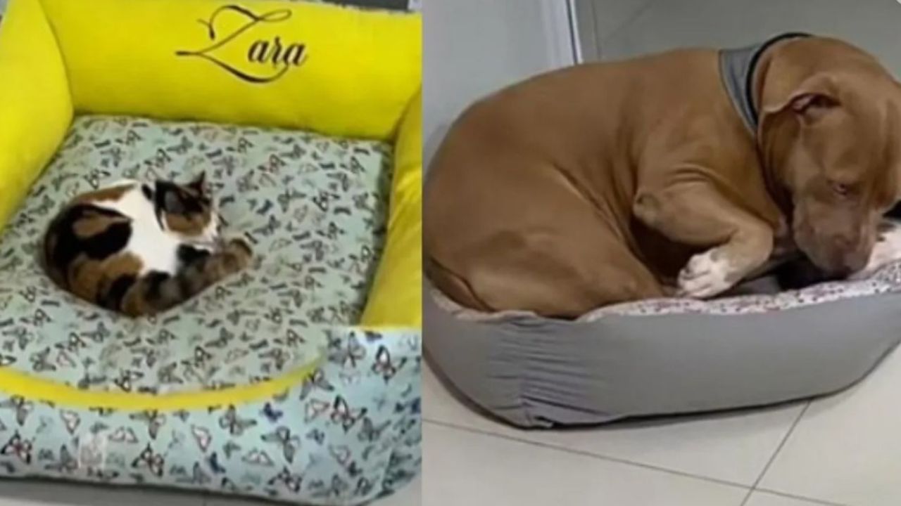 cane di razza Pitbull dorme nella cuccia