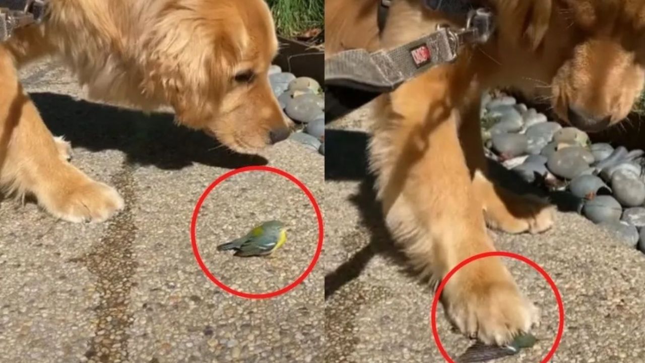 cane calpesta un uccello 