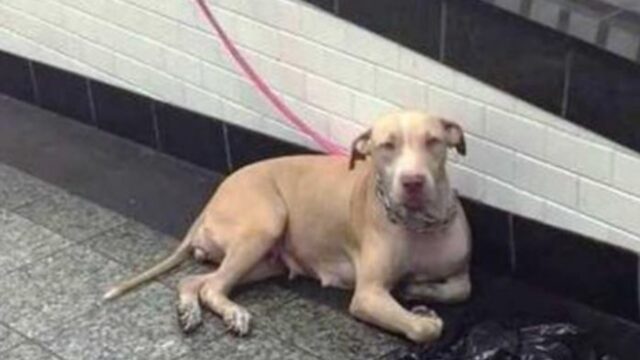 La cagnolina lasciata in metropolitana fissava i pendolari, nella speranza che qualcuno la aiutasse