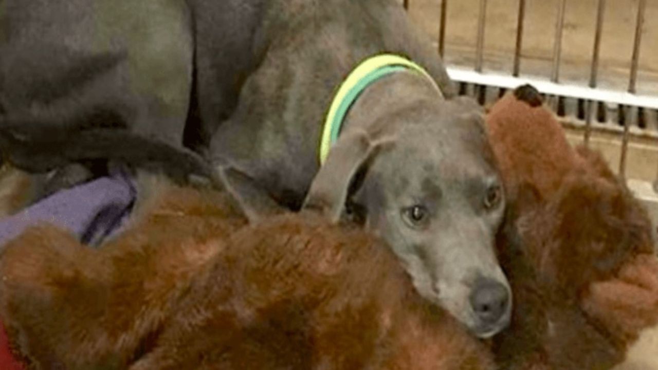 cane marrone con orso di peluche