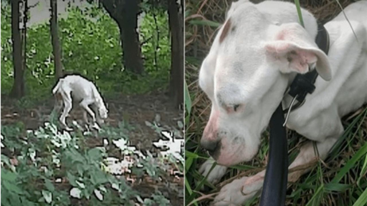 cane pelle e ossa nel bosco