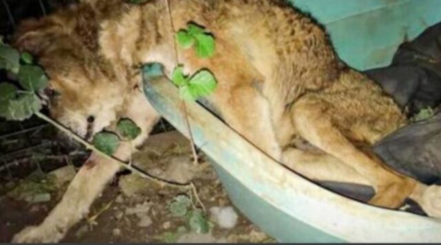 Vecchio e stanco, questo cane scacciato da casa si è accasciato aspettando che arrivasse il suo momento