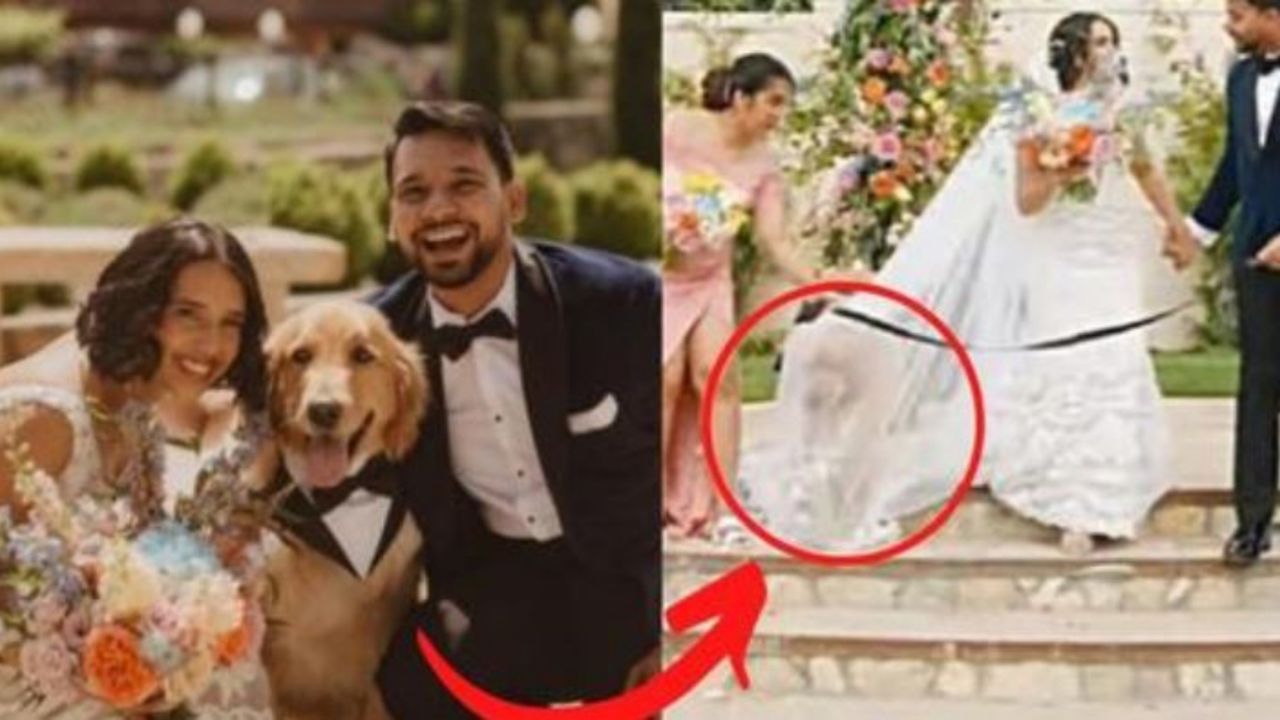 Un Golden retriever di nome Chai che inciampa sul velo della sposa