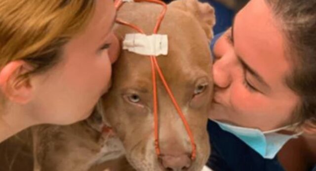 Un vero miracolo: questo cane è sopravvissuto a un evento terribile grazie al suo adottante