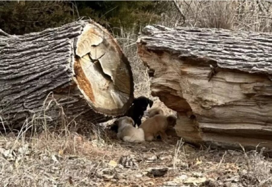 Cuccioli salvati nel bosco