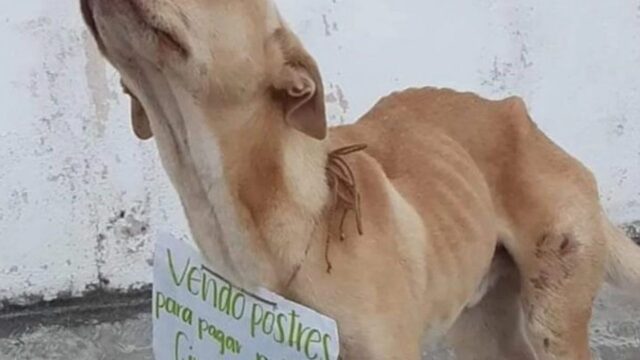 Quando è stato salvato, era così: questo cane si è poi trasformato, dopo tanto dolore